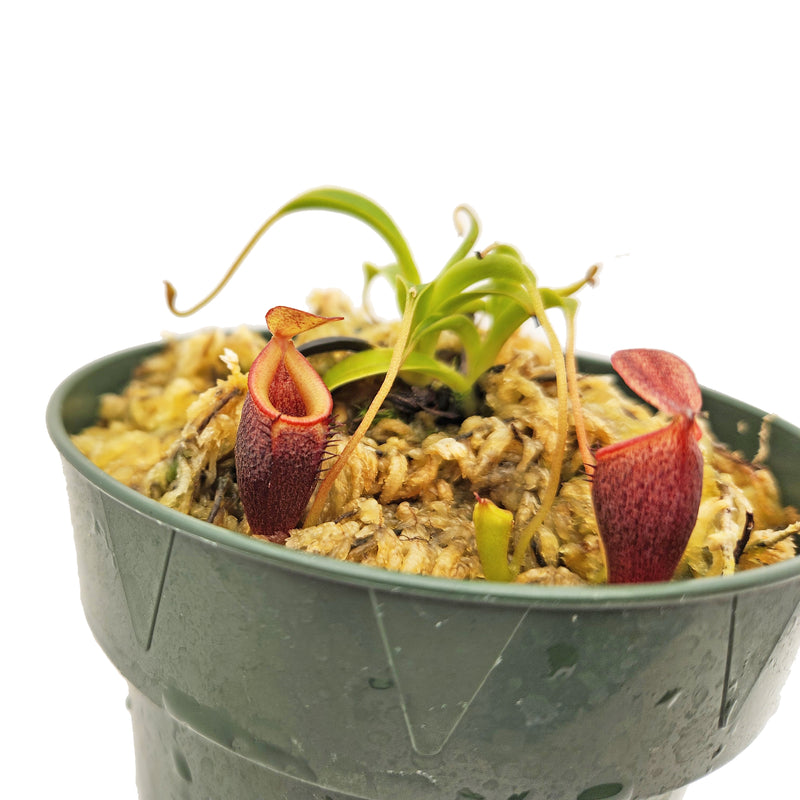 Nepenthes jamban - Specimen