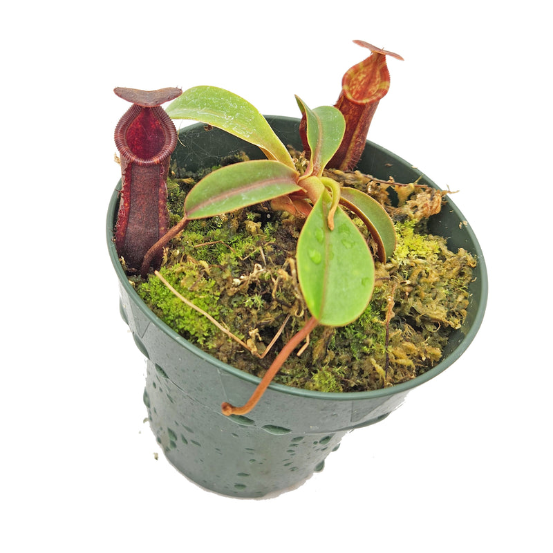 Nepenthes muluensis x lowii - Specimen