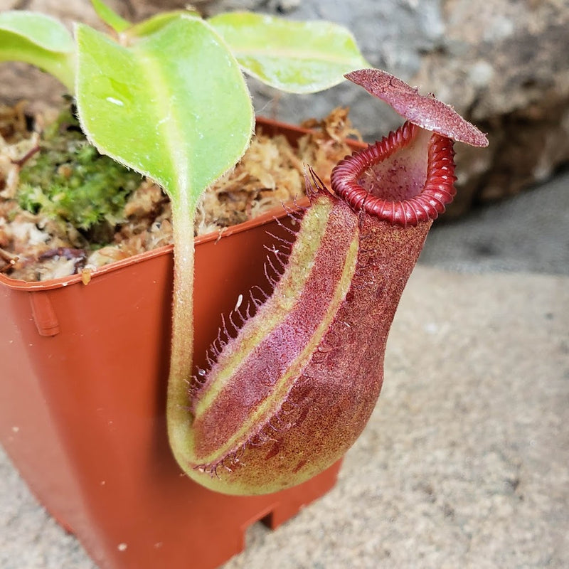 Nepenthes Titanic Empire - Medium - Specimen A