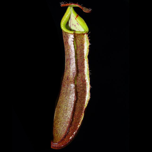 Nepenthes ramispina x robcantleyi