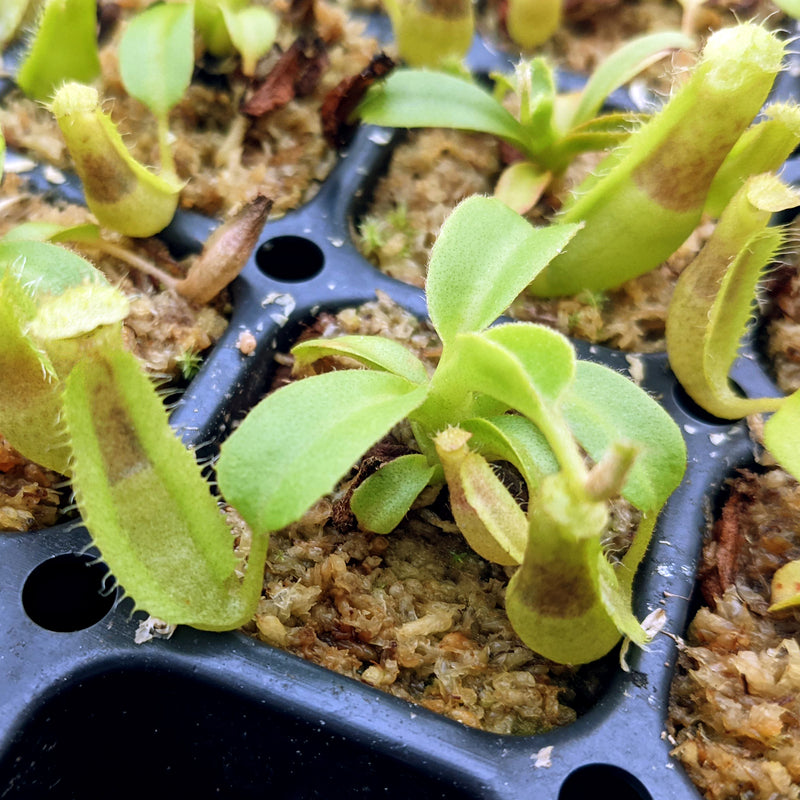 Nepenthes spathulata x truncata
