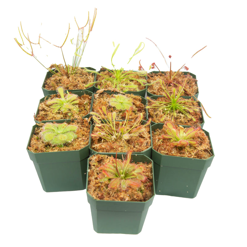 Daily Deal - Sundew Megapack