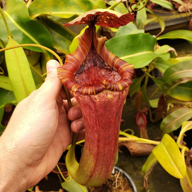 Nepenthes