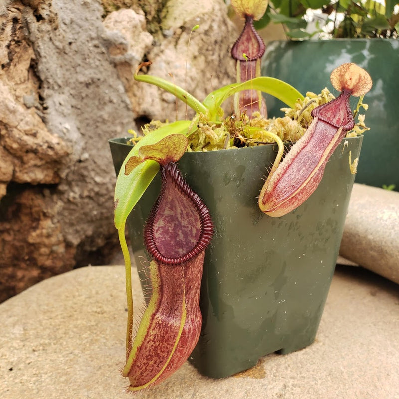 Nepenthes singalana x hamata