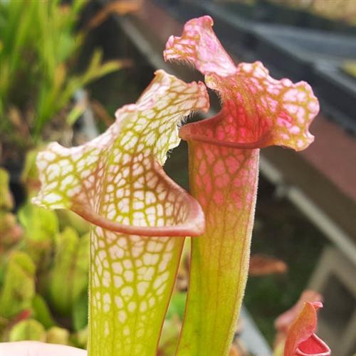 American Pitcher Plants (Sarracenia)