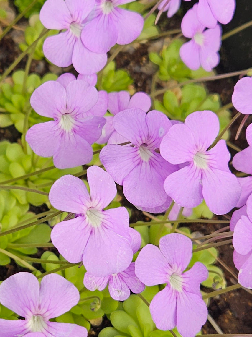 Butterworts (Pinguicula)