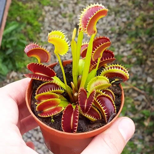 Venus Flytraps (Dionaea)