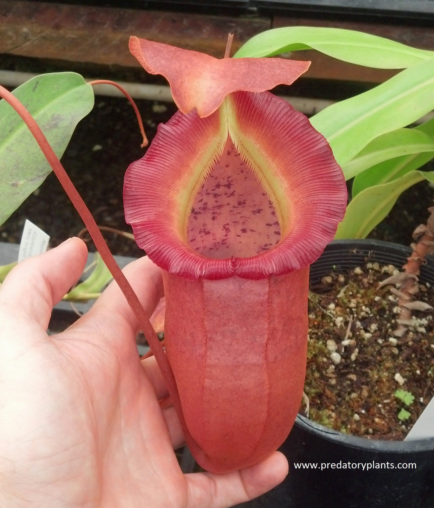 Tropical Pitcher Plants (Nepenthes)