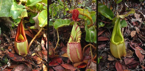 Lowland Nepenthes | Tropical Pitcher Plants for Sale