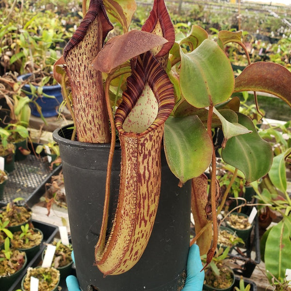 Nepenthes truncata x spectabilis | Tropical Highland Pitcher Plant