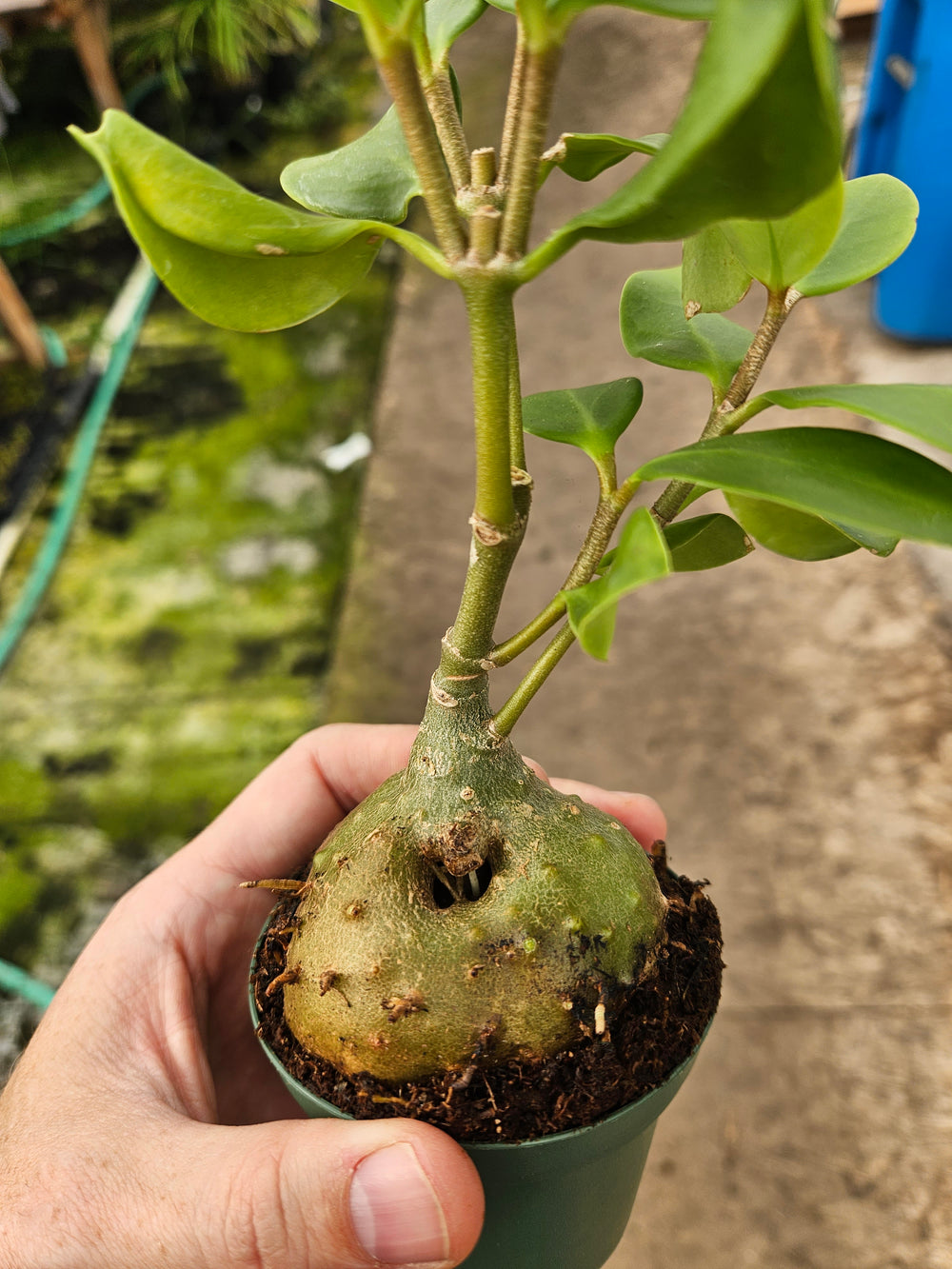 ants potted plants Ant Plant