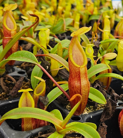 Nepenthes Daring Silence