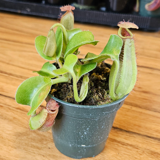 Nepenthes truncata - Seed-grown - N. Titan's Tower