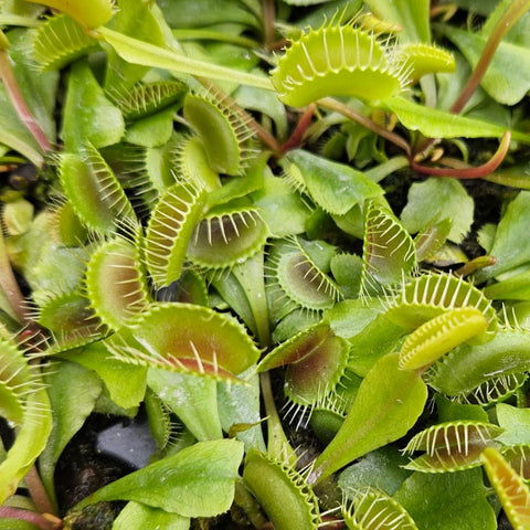 Venus Flytrap 'Flexx'