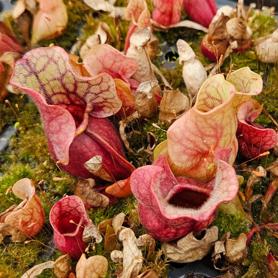 Sarracenia purpurea ssp. venosa