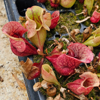 Sarracenia purpurea ssp. venosa