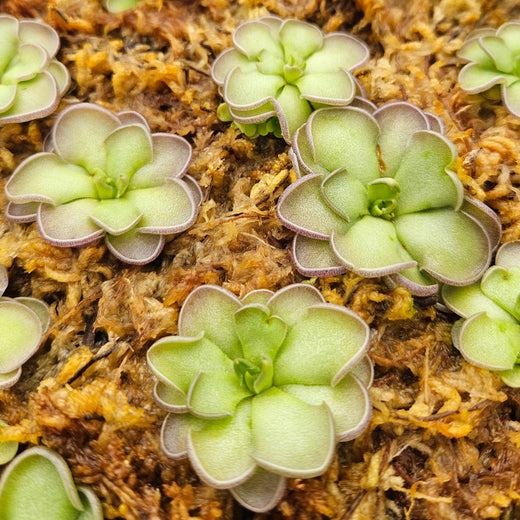 Pinguicula cyclosecta