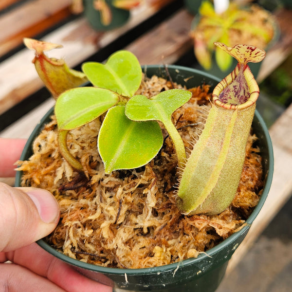 20240702_153553_grande.jpg?v=