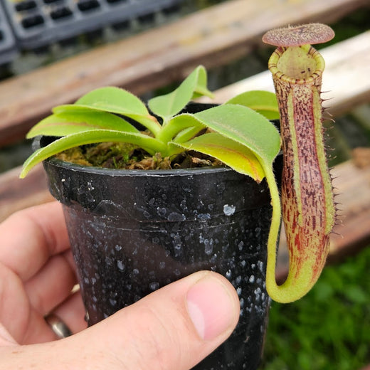 Nepenthes Lovely Vision