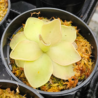 Pinguicula 'Pirouette'