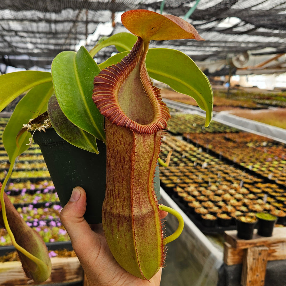 Nepenthes Stoic Emperor - N. spathulata x edwardsiana