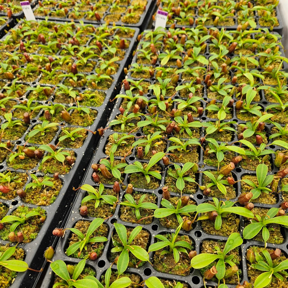 Nepenthes x briggsiana (N. lowii x ventricosa)