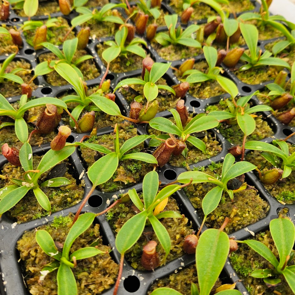 Nepenthes x briggsiana (N. lowii x ventricosa)