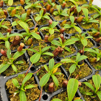 All-Star Tropical Pitcher Plant Bundle (Nepenthes)