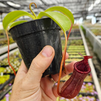 Nepenthes x briggsiana (N. lowii x ventricosa)