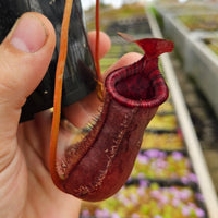 Nepenthes x briggsiana (N. lowii x ventricosa)