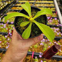 Nepenthes x briggsiana (N. lowii x ventricosa)