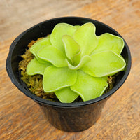 Pinguicula 'Pirouette'