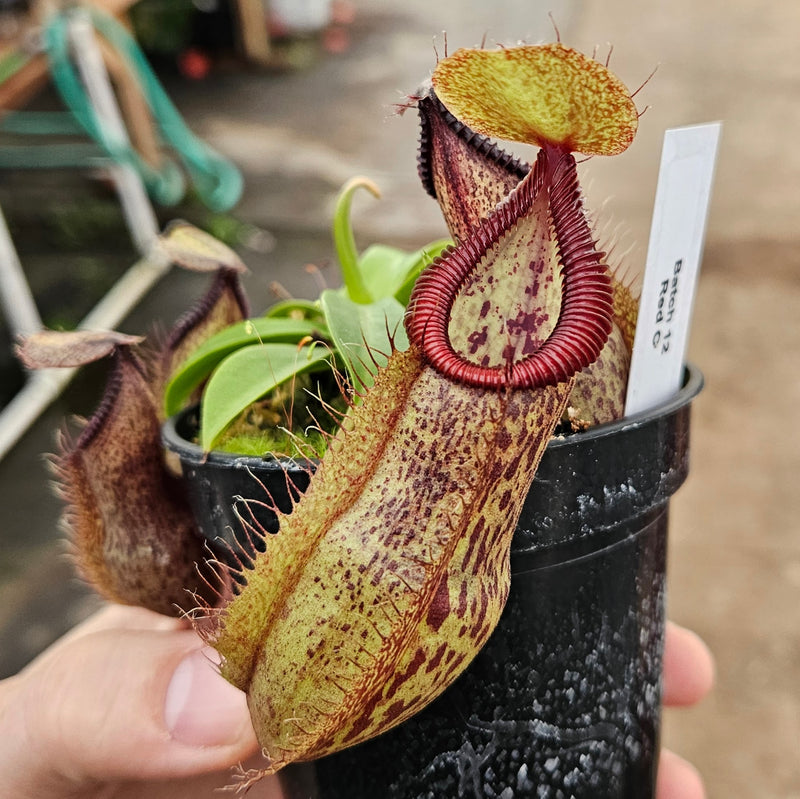 Nepenthes Stoic Hero