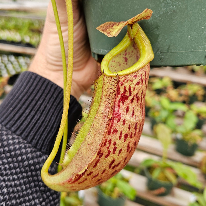 Nepenthes Lovely Mirror