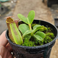 Nepenthes Regal Tower