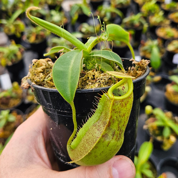 NEPENTHES NEPETHICA 鉢 20241126_154056_grande.jpg?v=