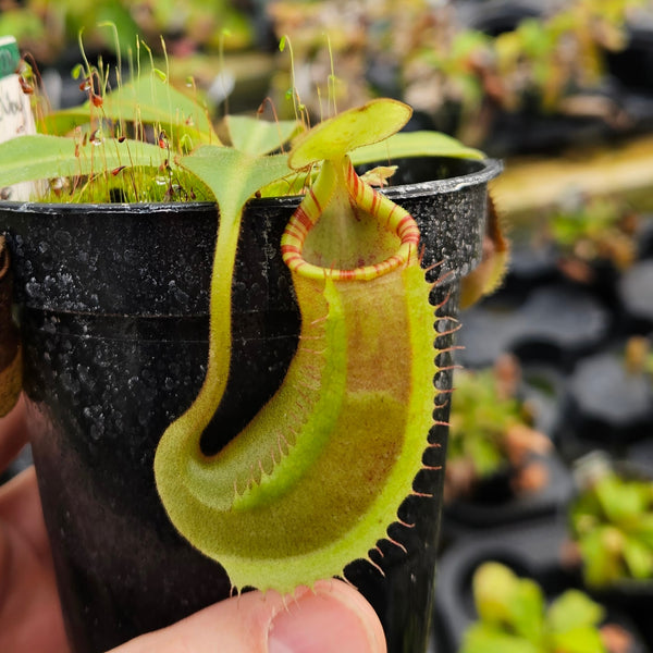 Nepenthes Talented Voyager | Nepenthes Hybrid Pitcher Plant