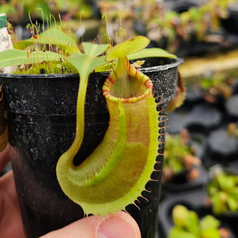 Nepenthes Talented Voyager