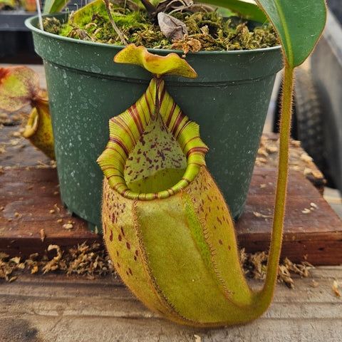 Nepenthes Dancing Vortex