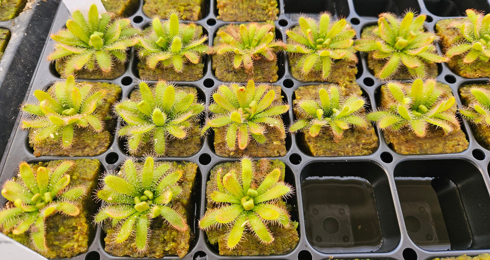 Drosera chimaera