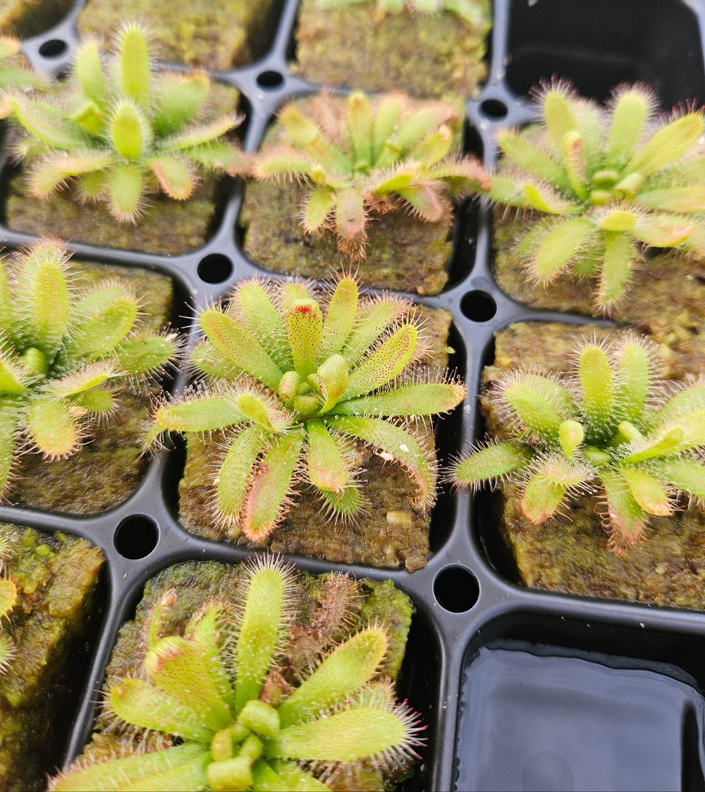 Drosera chimaera