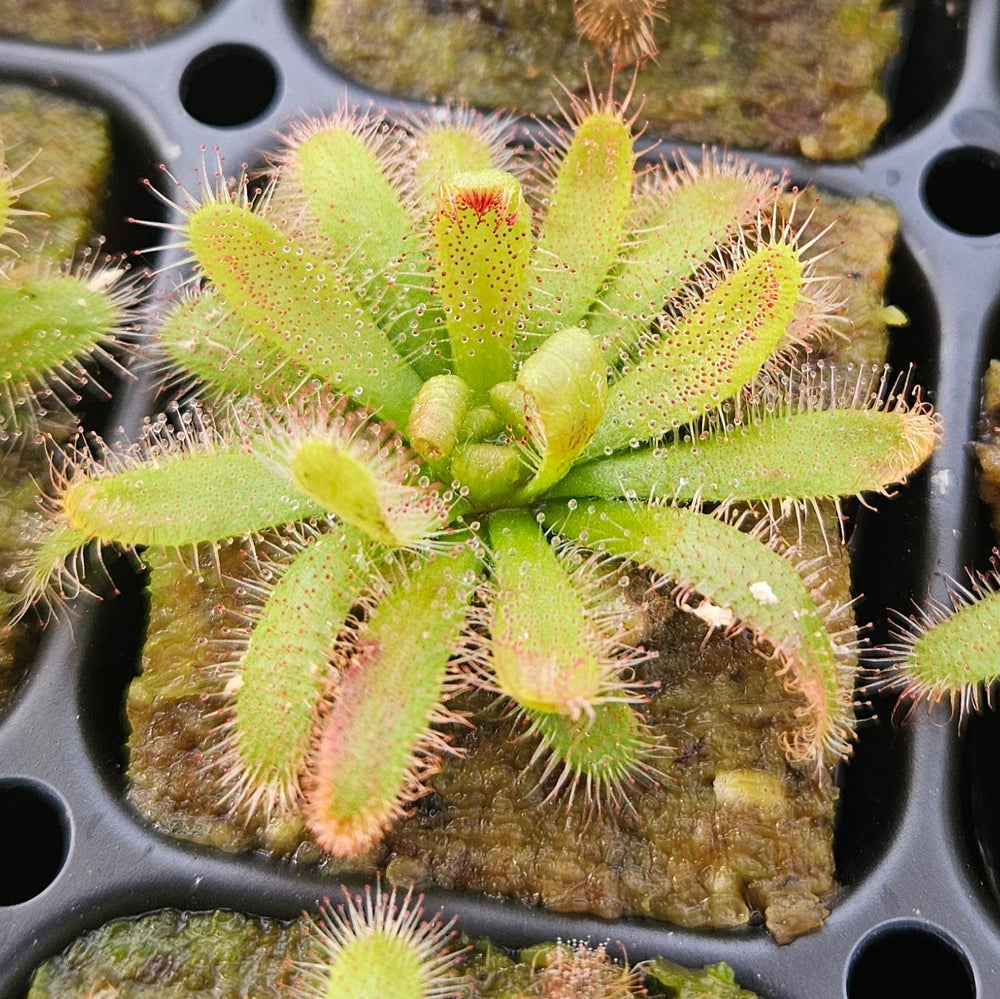 Drosera chimaera