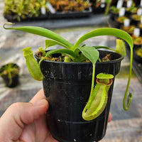 Nepenthes Stoic Triumph