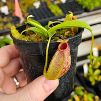 Nepenthes Stoic Angel