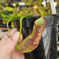 Nepenthes Stoic Agent