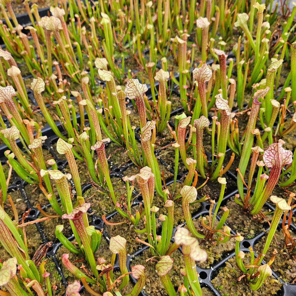 Sarracenia 'Judith Hindle'