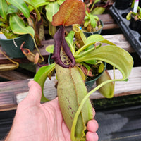 Nepenthes Stoic Rampage