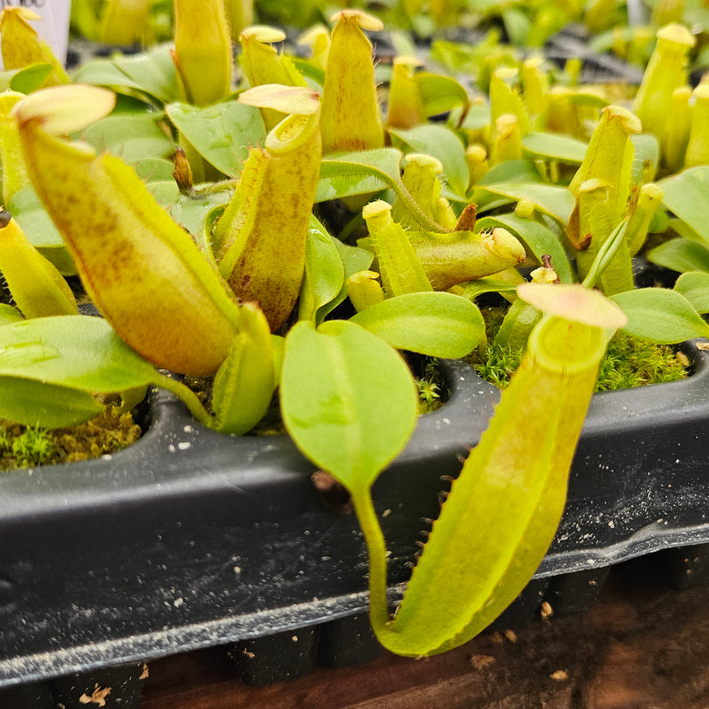 Nepenthes Valiant Mirror