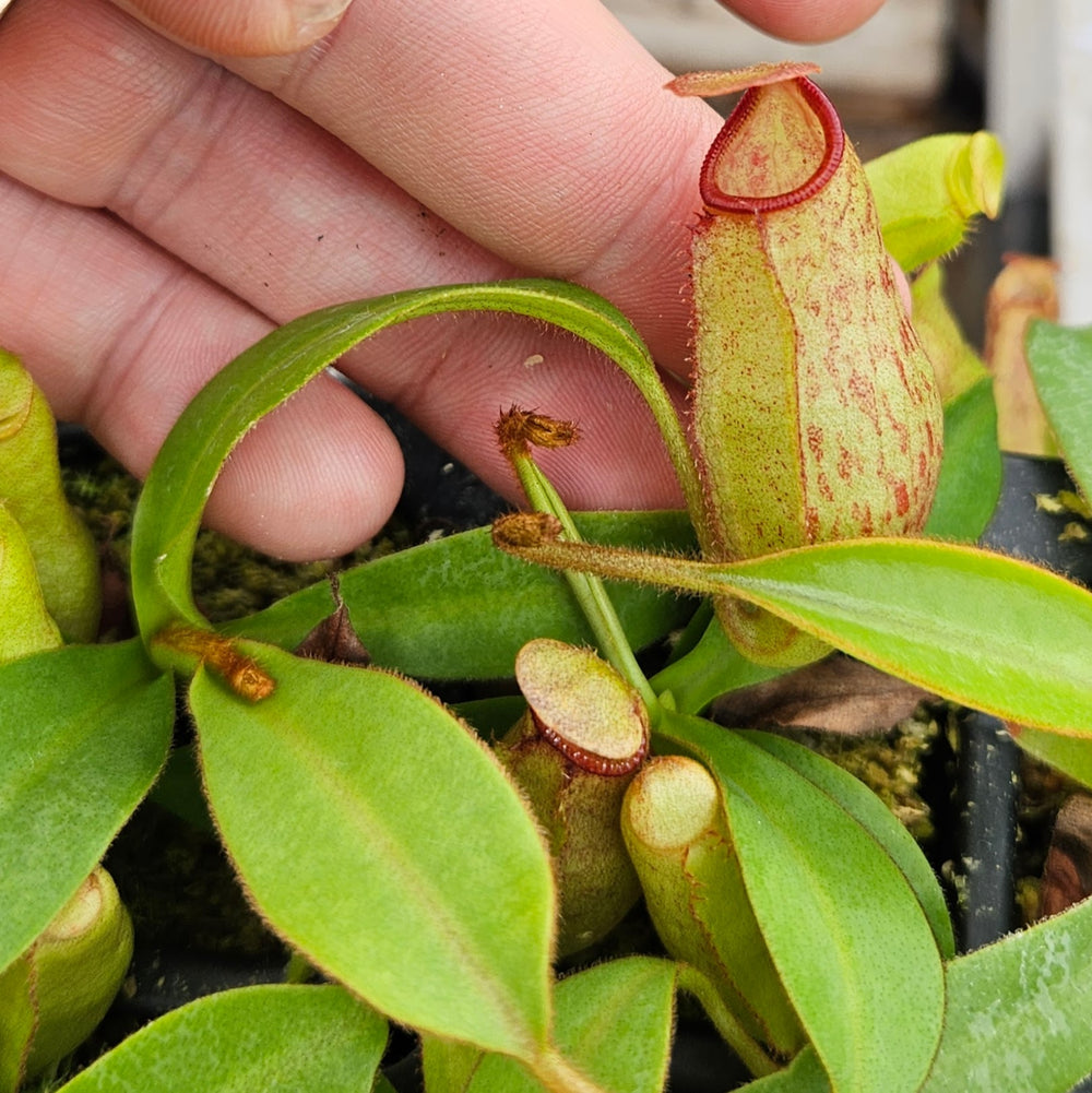Nepenthes Dancing Vortex