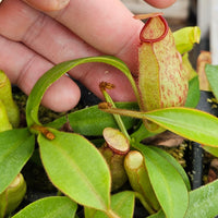Nepenthes Dancing Vortex